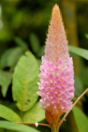 A pink color flower that has a cone shape captured in detail. Photographie de stock - Aubaine LD & Abonnement, Code: 400-03964630
