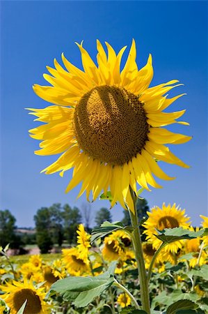 simsearch:400-03963853,k - Sunflower on deep blue sky Stock Photo - Budget Royalty-Free & Subscription, Code: 400-03964651