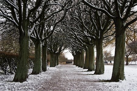 simsearch:400-04800962,k - Frozen path through trees, leading to a lonely bench. Malmö, Sweden. Stockbilder - Microstock & Abonnement, Bildnummer: 400-03964740