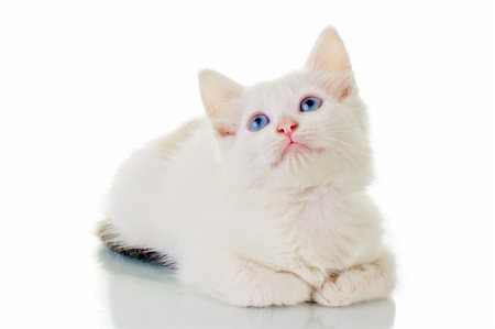 simsearch:400-06068865,k - Cute white kitten, looking up, with a curious expression, over white background. Photographie de stock - Aubaine LD & Abonnement, Code: 400-03964756