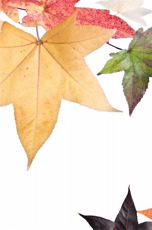 simsearch:6102-08184098,k - Autumn Fall Leaves background. Foto de stock - Super Valor sin royalties y Suscripción, Código: 400-03964764