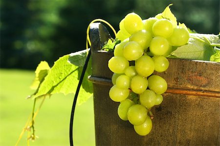 farmers harvesting grapes - Green grapes in a wine bucket Stock Photo - Budget Royalty-Free & Subscription, Code: 400-03965742