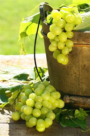 farmers harvesting grapes - Green grapes and leaves in an old bucket Stock Photo - Budget Royalty-Free & Subscription, Code: 400-03965743