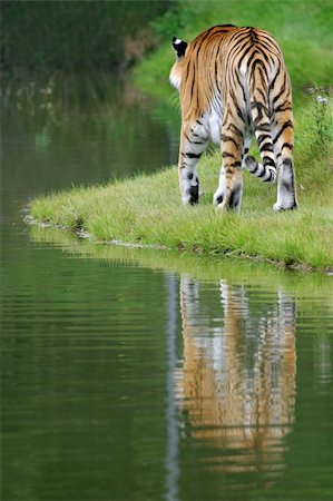 siberian wild animals - beautiful sumatran tiger Stock Photo - Budget Royalty-Free & Subscription, Code: 400-03965858