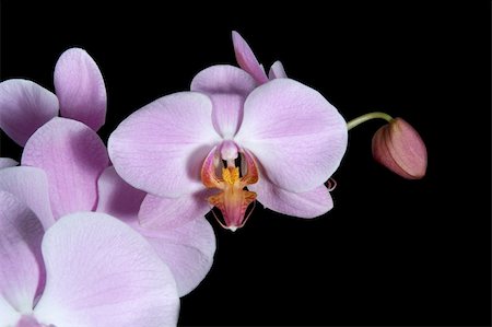 simsearch:841-02946335,k - pink orchid on black background Fotografie stock - Microstock e Abbonamento, Codice: 400-03965915