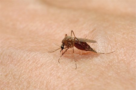 simsearch:400-07712991,k - Mosquito sucking blood. Stock Photo - Budget Royalty-Free & Subscription, Code: 400-03965937