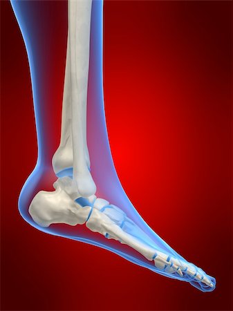 3d rendered anatomy illustration of a human foot skeleton Stock Photo - Budget Royalty-Free & Subscription, Code: 400-03966118