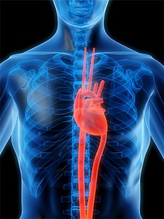 simsearch:700-00037198,k - 3d rendered anatomy illustration of a human shape with a highlighted heart Stock Photo - Budget Royalty-Free & Subscription, Code: 400-03966120
