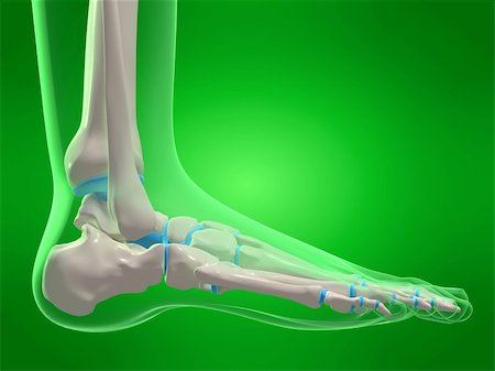 3d rendered x-ray illustration of a human skeletal foot Stock Photo - Budget Royalty-Free & Subscription, Code: 400-03966166