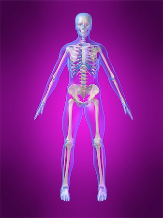 simsearch:700-06038080,k - 3d rendered anatomy illustration of a human skeleton Foto de stock - Super Valor sin royalties y Suscripción, Código: 400-03966186