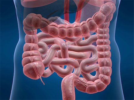 3d rendered anatomy illustration of a human colon Stock Photo - Budget Royalty-Free & Subscription, Code: 400-03966246