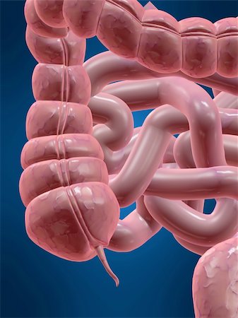 3d rendered anatomy illustration of a human colon with an appendix Stock Photo - Budget Royalty-Free & Subscription, Code: 400-03966248