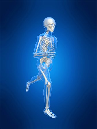 simsearch:400-04191168,k - 3d rendered anatomy illustration of a running skeleton Stock Photo - Budget Royalty-Free & Subscription, Code: 400-03966294