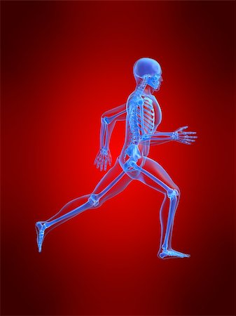 simsearch:400-04191168,k - 3d rendered anatomy illustration of a running skeleton Stock Photo - Budget Royalty-Free & Subscription, Code: 400-03966296