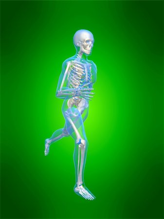 simsearch:400-04191168,k - 3d rendered anatomy illustration of a running skeleton Stock Photo - Budget Royalty-Free & Subscription, Code: 400-03966293