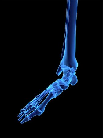 3d rendered x-ray illustration of a human foot Stock Photo - Budget Royalty-Free & Subscription, Code: 400-03966334