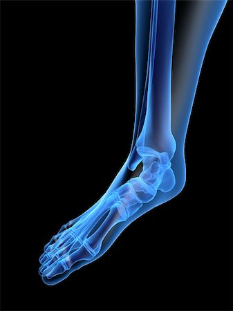 3d rendered x-ray illustration of a human skeletal foot Stock Photo - Budget Royalty-Free & Subscription, Code: 400-03966333