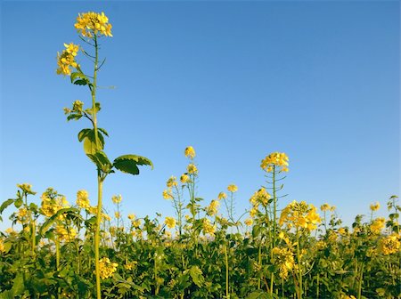 potato land - Yellow Flowers of a Potato field with clear blue sky Stock Photo - Budget Royalty-Free & Subscription, Code: 400-03966374