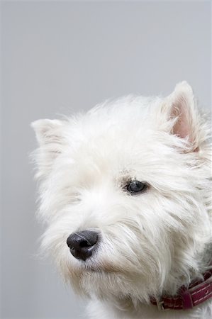 simsearch:400-03931819,k - Puppy terrier white facing the camera Stock Photo - Budget Royalty-Free & Subscription, Code: 400-03966479