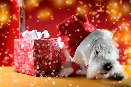 dog with christmas lights - Cute white puppy with present and snowflakes. Stock Photo - Budget Royalty-Free & Subscription, Code: 400-03966519