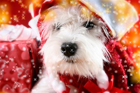 dog christmas light - Cute white puppy with present and snowflakes. Stock Photo - Budget Royalty-Free & Subscription, Code: 400-03966522
