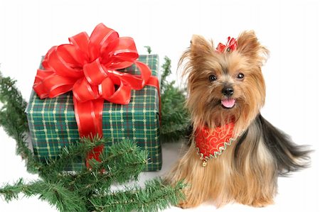 simsearch:400-05742476,k - An adorable yorkshire terrier dog posing with a christmas gift and some pine branches. Photographie de stock - Aubaine LD & Abonnement, Code: 400-03967057