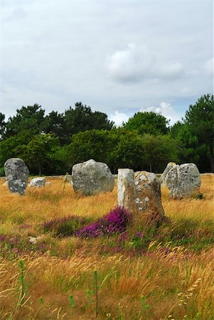 simsearch:400-05724389,k - Heather blooming among prehistoric megalithic monuments menhirs in Carnac area in Brittany, France Stock Photo - Budget Royalty-Free & Subscription, Code: 400-03967255