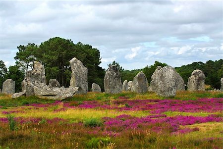 Heather blooming among prehistoric megalithic monuments menhirs in Carnac area in Brittany, France Stock Photo - Budget Royalty-Free & Subscription, Code: 400-03967256