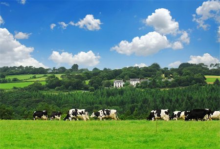 farm cows feeding - Cows grazing on a green pasture in rural Brittany, France Stock Photo - Budget Royalty-Free & Subscription, Code: 400-03967261