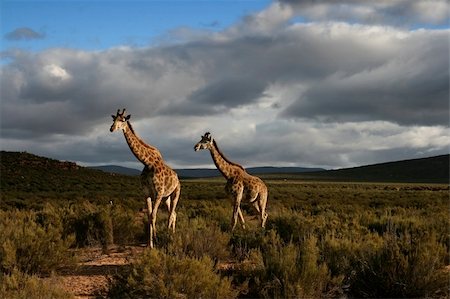 simsearch:873-07156641,k - Male and female giraffe walking through the South African planes Photographie de stock - Aubaine LD & Abonnement, Code: 400-03967305