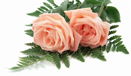 simsearch:400-03941928,k - Two perfect pink roses with fern leaves on a white background. Photographie de stock - Aubaine LD & Abonnement, Code: 400-03967420