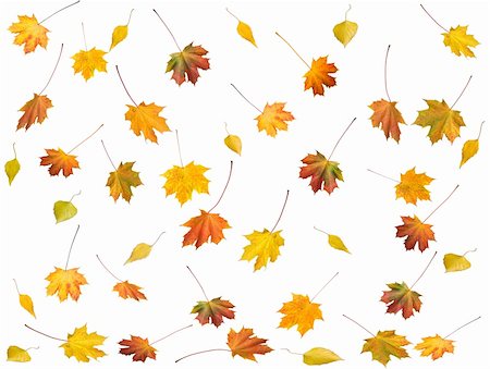 simsearch:400-03956141,k - A lot of colorful autumn maple and birch leafs set isolated on white (autumn background) Photographie de stock - Aubaine LD & Abonnement, Code: 400-03967474