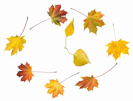 simsearch:400-07675553,k - Clock shape make by colorful autumn maple and birch leafs isolated white (autumnal time round dance) Stock Photo - Budget Royalty-Free & Subscription, Code: 400-03967475