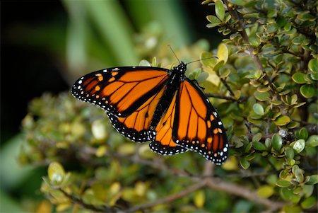 Monarch butterfly perched on a branch, Waiheke Island, New Zealand Stockbilder - Microstock & Abonnement, Bildnummer: 400-03967657