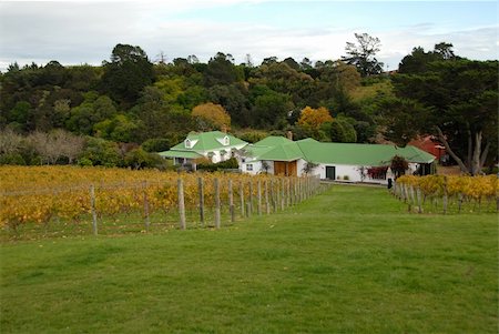 Vineyard and winery, Waiheke Island, New Zealand Stockbilder - Microstock & Abonnement, Bildnummer: 400-03967651