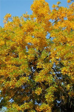 simsearch:6126-08580820,k - autumn tree with yellow and green leaves Foto de stock - Super Valor sin royalties y Suscripción, Código: 400-03967683