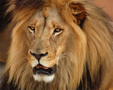 simsearch:862-05999059,k - A male lion head Photographie de stock - Aubaine LD & Abonnement, Code: 400-03967740