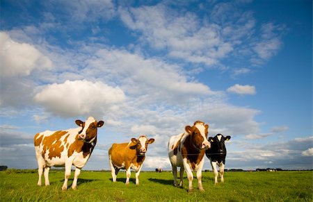 simsearch:400-07676838,k - Dutch cows in the meadow Stock Photo - Budget Royalty-Free & Subscription, Code: 400-03967741