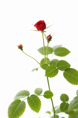 single red rose bud - red tea-rose on white backround Stock Photo - Budget Royalty-Free & Subscription, Code: 400-03968092
