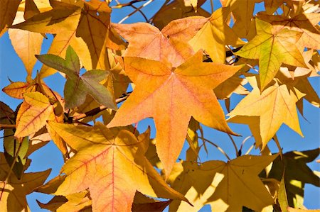 simsearch:6119-08267225,k - Autumn Fall Leaves background. Foto de stock - Super Valor sin royalties y Suscripción, Código: 400-03968356