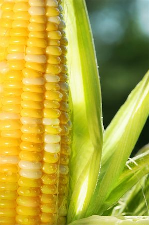 Close-up of an ear of corn with sun shining Stock Photo - Budget Royalty-Free & Subscription, Code: 400-03968411