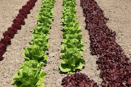 simsearch:400-03968443,k - Rows of maroon colored organic lollo rossa and green romaine lettuces growing in earth. Fotografie stock - Microstock e Abbonamento, Codice: 400-03968443