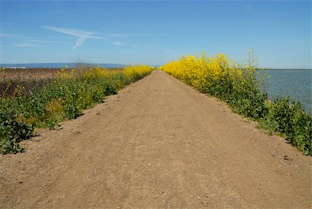 simsearch:400-03976229,k - Yellow wildflowers line a walking path, Alviso, California Photographie de stock - Aubaine LD & Abonnement, Code: 400-03968523