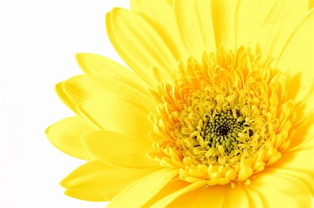 simsearch:400-03957427,k - Close up of yellow gerber daisy in isolated white Foto de stock - Super Valor sin royalties y Suscripción, Código: 400-03968674