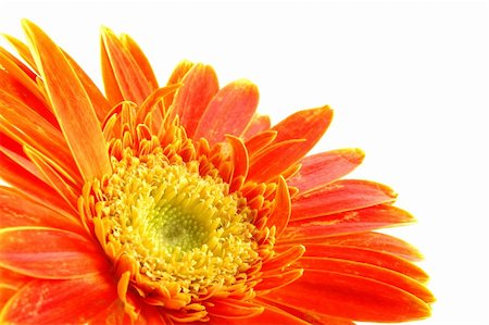 simsearch:400-03957427,k - Close up of orange gerber daisy in isolated white Foto de stock - Super Valor sin royalties y Suscripción, Código: 400-03968675