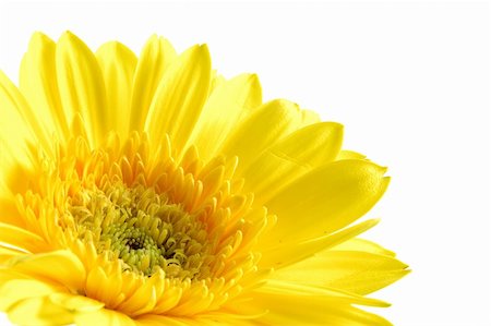 simsearch:400-03957427,k - Close up of yellow gerber daisy in isolated white Foto de stock - Super Valor sin royalties y Suscripción, Código: 400-03968676