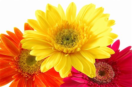 simsearch:400-04062838,k - Close up of three colorful gerber daisies in isolated white Stock Photo - Budget Royalty-Free & Subscription, Code: 400-03968677