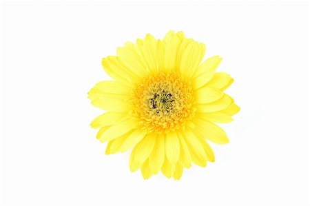 simsearch:400-03957427,k - Close up of yellow gerber daisy in isolated white Foto de stock - Super Valor sin royalties y Suscripción, Código: 400-03968678