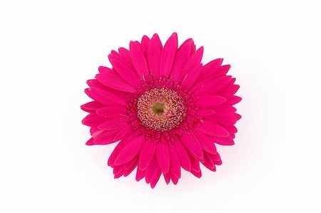 simsearch:400-03957427,k - Close up of pink gerber daisy in isolated white Foto de stock - Super Valor sin royalties y Suscripción, Código: 400-03968679