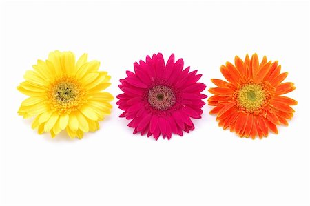 simsearch:400-03911104,k - Three colorful gerber daisies in isolated white Photographie de stock - Aubaine LD & Abonnement, Code: 400-03968681